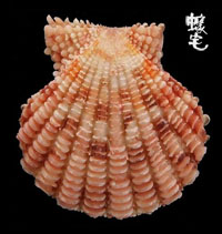 鱗片海扇蛤拷貝