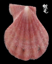 Fulvicostatum海扇蛤 5拷貝