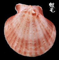 女王海扇蛤 1拷貝