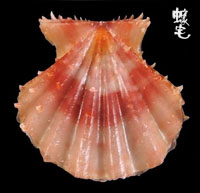 Rastellum海扇蛤 1拷貝