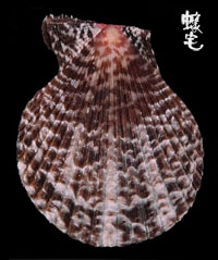 白紋海扇蛤 1拷貝