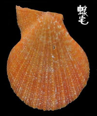 多彩海扇蛤 1拷貝