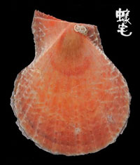 疏鱗海扇蛤 1拷貝