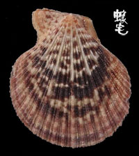 Ornata海扇蛤拷貝