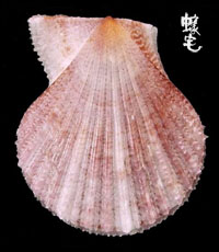 毛利海扇蛤拷貝