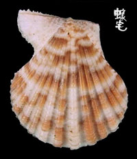 紅瓦海扇蛤 1拷貝