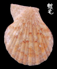 肋中肋海扇蛤 1拷貝