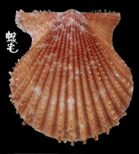 銼面海扇蛤拷貝