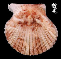 Bullatus海扇蛤 1拷貝