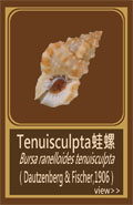 Tenuisculpta蛙螺