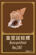 奎里諾蛙螺