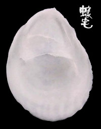 Protea舟螺拷貝