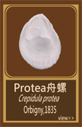 Protea舟螺