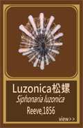 Luzonica松螺
