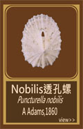 Nobilis透孔螺
