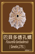 巴貝多透孔螺