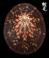 龜甲笠螺 1拷貝