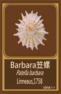 Barbara笠螺