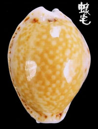 加勒比海淡黃寶螺拷貝