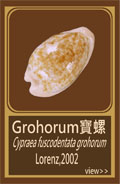 Grohorum寶螺