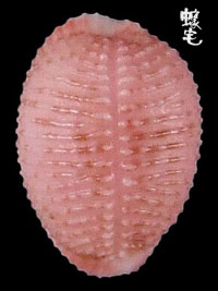 粉紅蛹螺拷貝