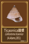 Ticaonica鐘螺