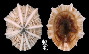 花松螺 Siphonaria laciniosa 1