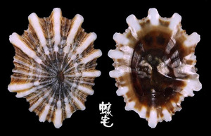 Luzonica松螺 Siphonaria luzonica 2