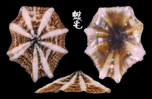 Luzonica松螺 Siphonaria luzonica 3