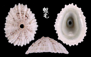 巴貝多透孔螺 Fissurella barbadensis 3