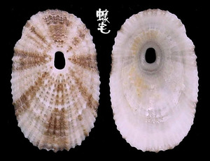 草花透孔螺 Diodora suprapunicea 1