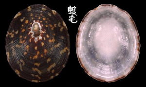 龜甲笠螺 Cellana testudinaria 2