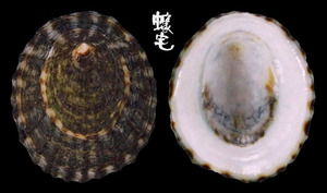 鴨青螺 Lottia dorsuosa 1