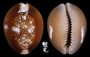 雪山寶螺 Cypraea caputserpentis 3