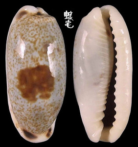 寬口寶螺 Cypraea cylindrica 1