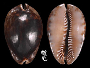 大花鼠寶螺 Cypraea stercoraria 2