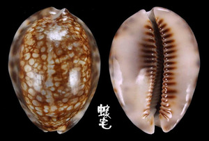 胎記寶螺 Cypraea maculifera