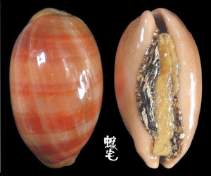 紫口寶螺 Cypraea carneola 1