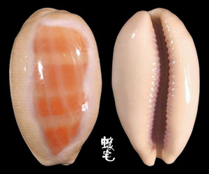 紫口寶螺 Cypraea carneola 3