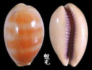 紫口寶螺 Cypraea carneola 4