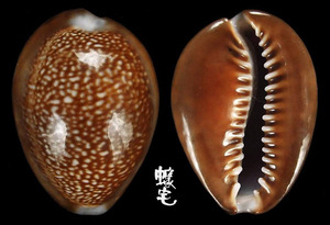 龍頭寶螺 Cypraea caputdraconis