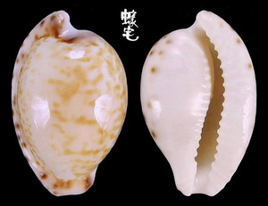 阿哥寶螺 Cypraea algoensis 1