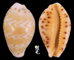 箭頭寶螺 Cypraea ziczac 2