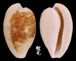 開普頓寶螺 Cypraea capensis 1