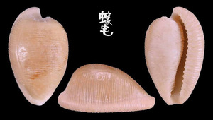 開普頓寶螺 Cypraea capensis 3