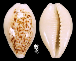 所羅門寶螺 Cypraea coxeni