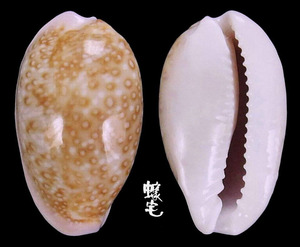 中美洲寶螺 Cypraea albuginosa 1