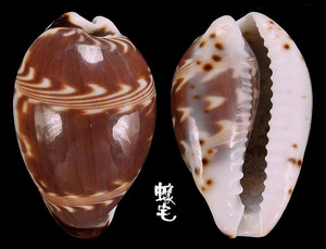 山水寶螺 Cypraea diluculum 1