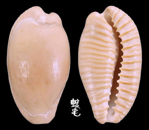 排齒寶螺 Cypraea fuscodentata