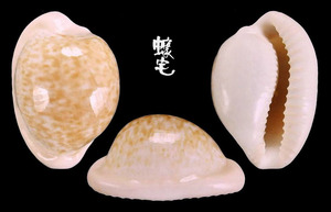 花斑寶螺 Cypraea fuscorubra 1